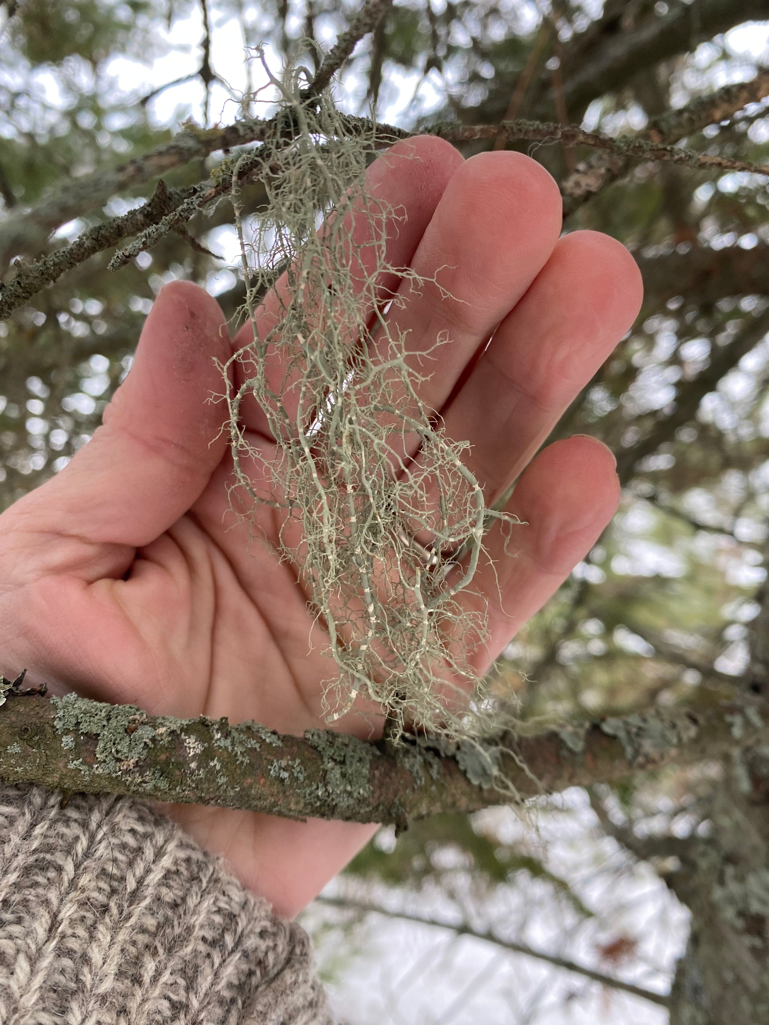 Old Man’s Beard Tincture (Usnea)